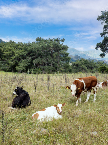 Calves grazing in green field with mountain landscape
