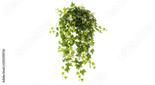 Vibrant green ivy plant hanging decorative on abstract background