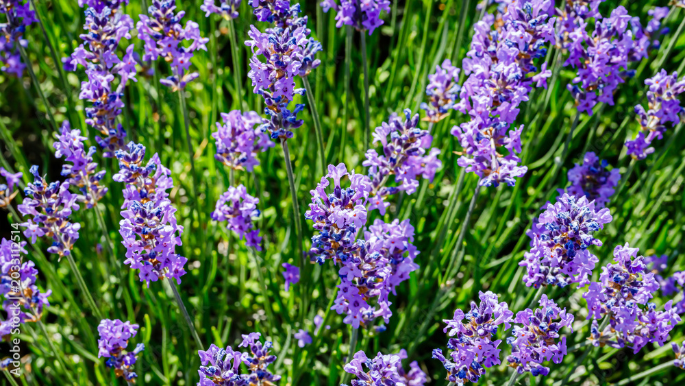 Fototapeta premium Lavender flowers bloom in a sunny garden during springtime in a rural landscape