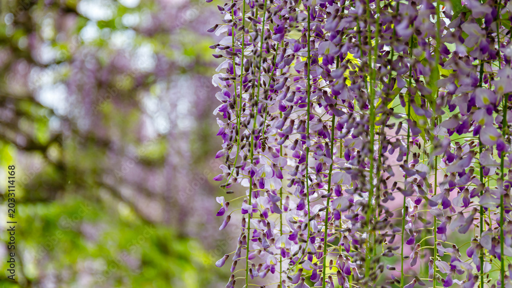 Obraz premium Wisteria flowers hang from vines in a garden during springtime with some green leaves in the background