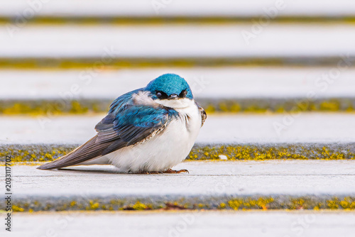 Valokuva A tree swallow, Tachycineta bicolor, resting on a moss-covered pier in Grand Hav