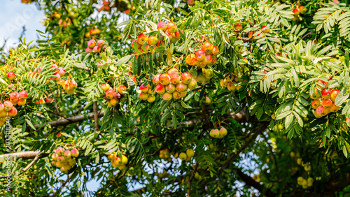 Картината върху платно Bunches of fruit grow on a vibrant tree in a sunny location during the warm seas