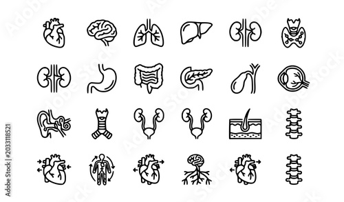 Photos Human Body Organ Line Icons Set with Medical Anatomy and System Symbols Vector