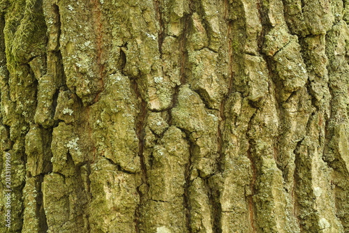 tree bark texture