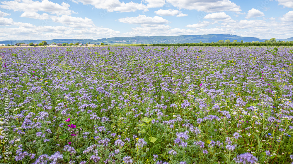 Obraz premium Field covered with purple flowers under blue sky in daylight with distant hills in background