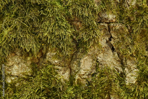 moss on tree bark