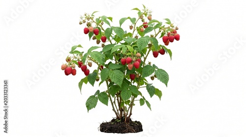 Fresh raspberry bush with ripe red berries and green leaves, organic garden fruit plant growing in soil, healthy summer harvest of wild raspberries isolated PNG with Transparent Background