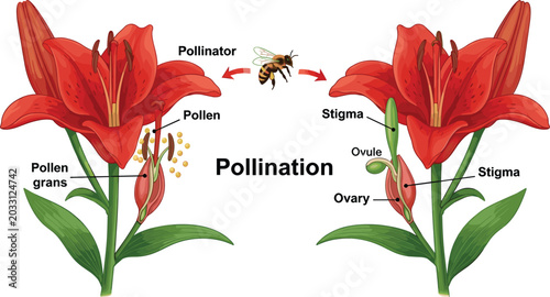 Fotografie Educational Diagram of Plant Pollination Process Featuring Lily Flower Anatomy w