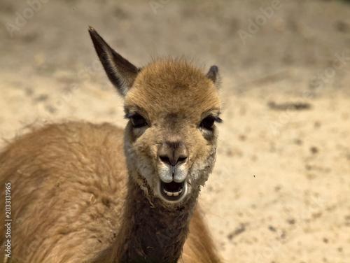 vicuna ear