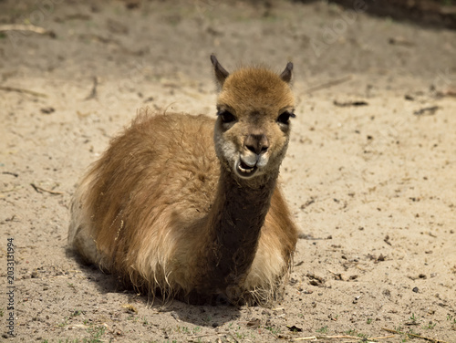 vicuna young