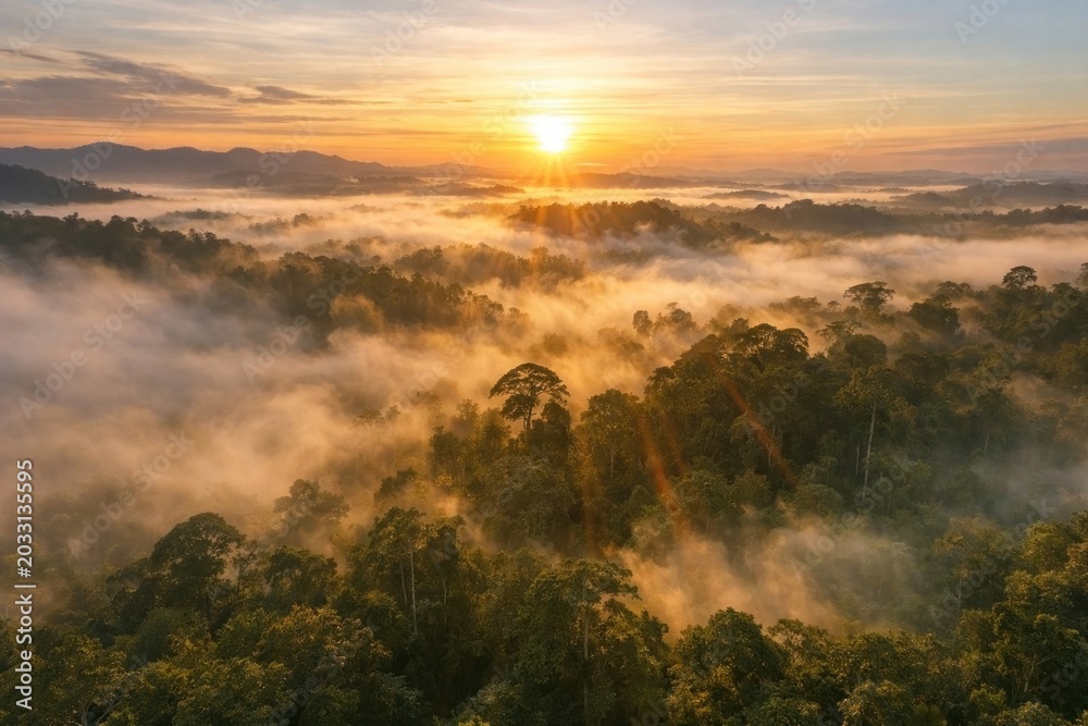 Obraz premium Serene sunrise over misty rainforest.
