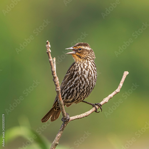 Female red-winged blackbird perched on a tree limb at a wetland in Grand Haven, Michigan