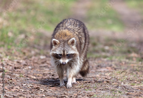 Portrait a raccoon walking on a hiking trail
