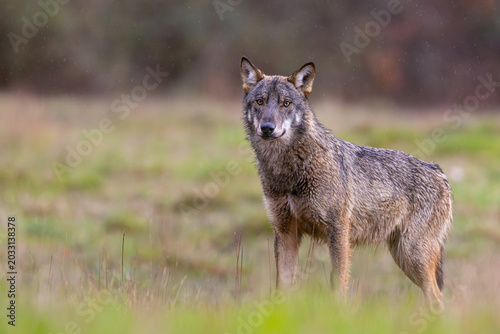 Lupo appenninco sull'appennino tosco emiliano