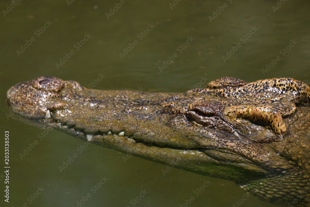 Fototapeta premium The crocodile is show head in the river