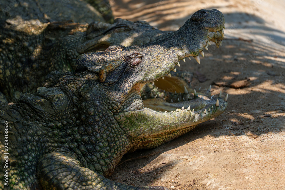Fototapeta premium The crocodile is show head near the river