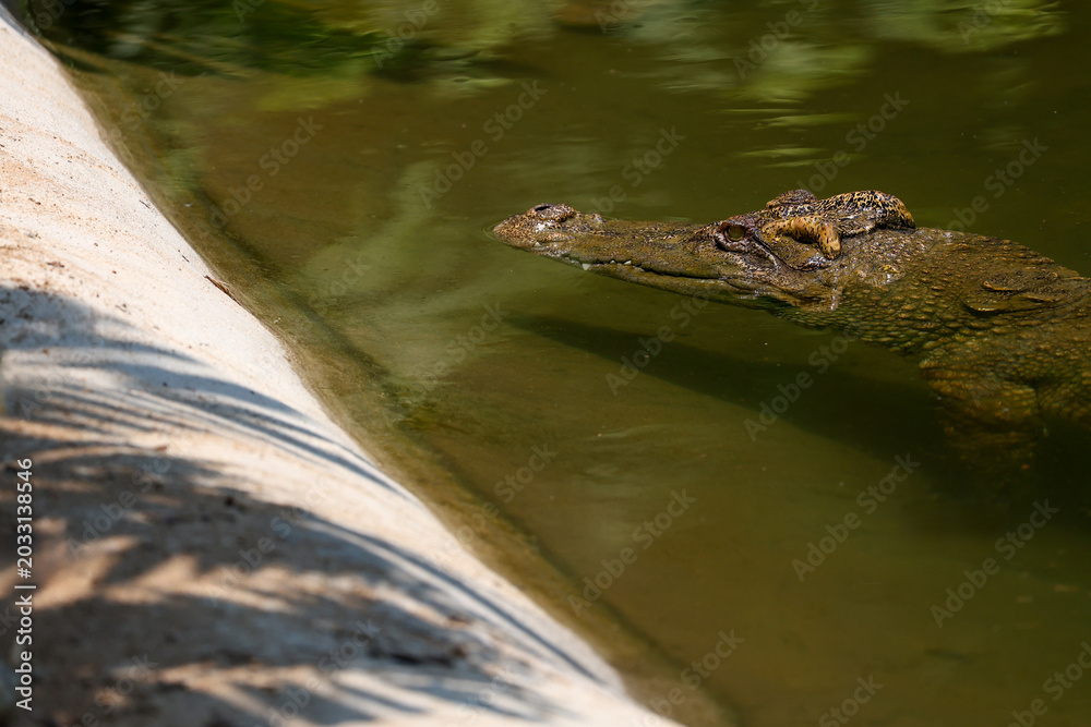 Fototapeta premium The crocodile is show head in the river