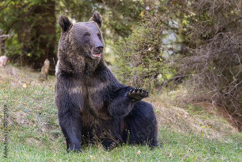 Fotografie Orso bruno nei boschi dei Carpazi rumeni