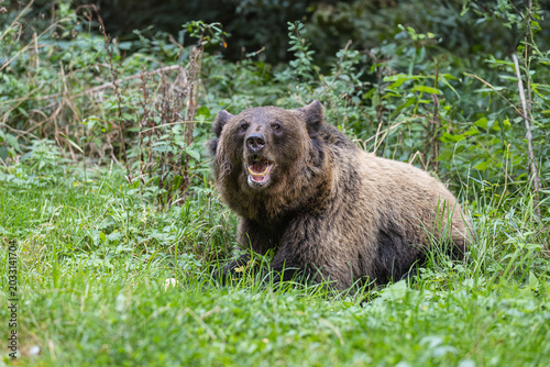 Orso bruno nei boschi dei Carpazi rumeni