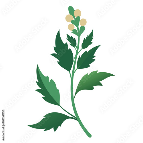 Bild auf Leinwand acanthus mollis flower isolated on white background