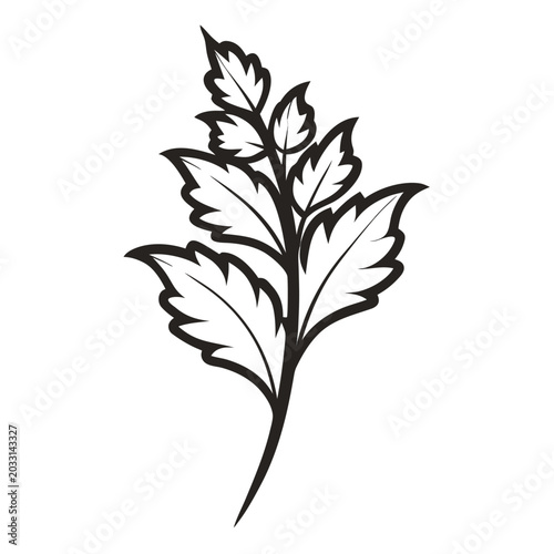Tableau sur toile acanthus mollis flower with branch on white background