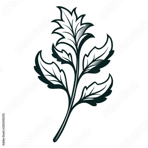 Photography acanthus mollis flower line art with branch on white background