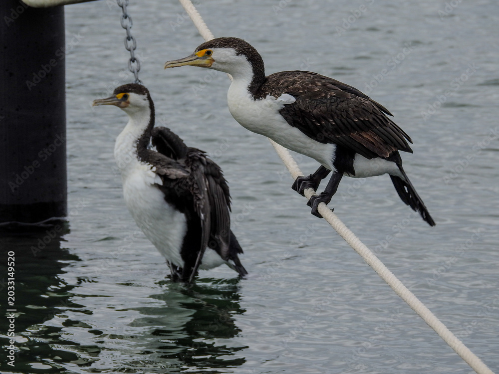 Obraz premium Pair of Pied Cormorants