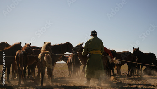 Tableau sur toile よく育った仔馬