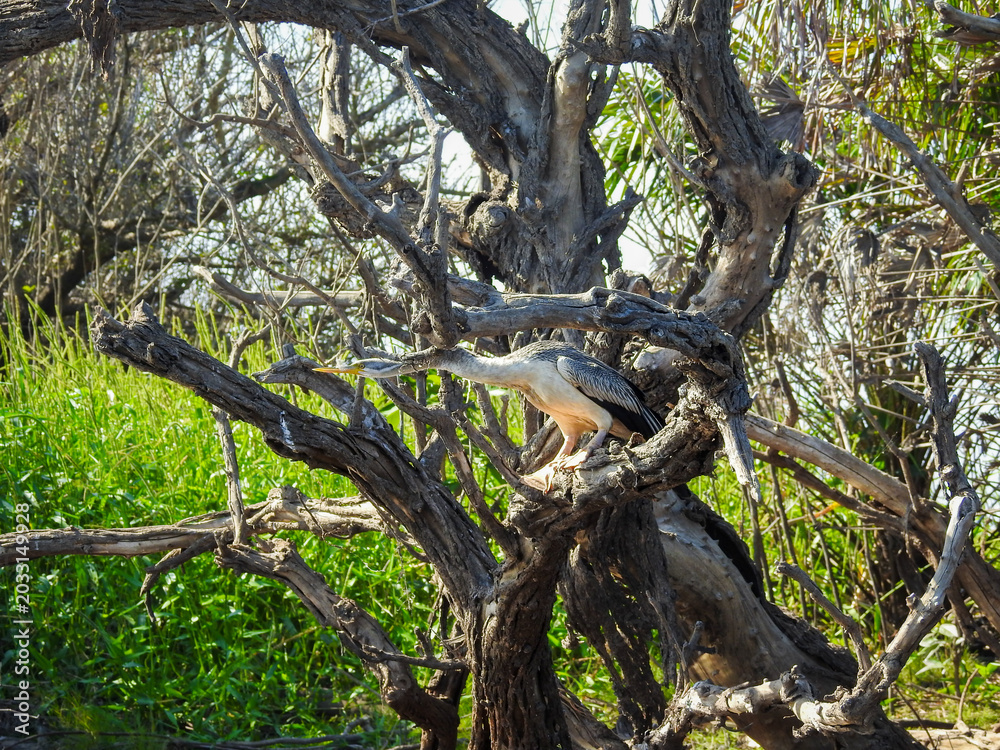 Fototapeta premium Australasian Darter Camouflaged in Tree