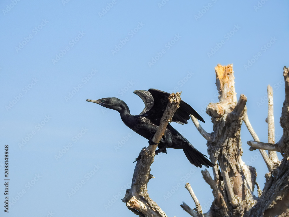 Fototapeta premium Little Black Cormorant Stretching Wings