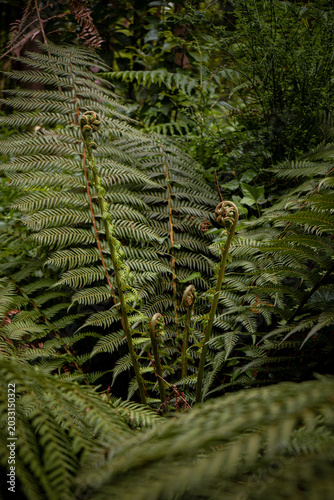 Lush green forest filled with huge fern leaves, with fresh new fronds unfurling and emerging from the forest floor, capturing vibrant growth and rich natural textures.