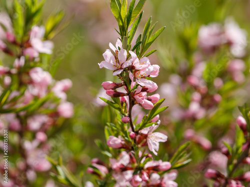 Konstfotografi Steppe almond, or low almond, or dwarf almond , or laburnum ( lat