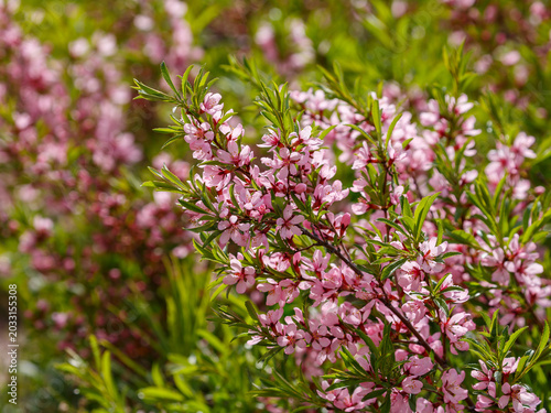 Принти на полотні Steppe almond, or low almond, or dwarf almond , or laburnum ( lat