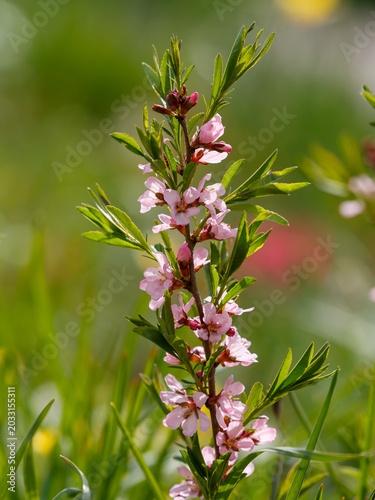 Foto Steppe almond, or low almond, or dwarf almond , or laburnum ( lat