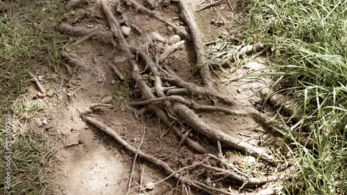 Gnarled tree roots forming a complex subconscious network of psychological tension.