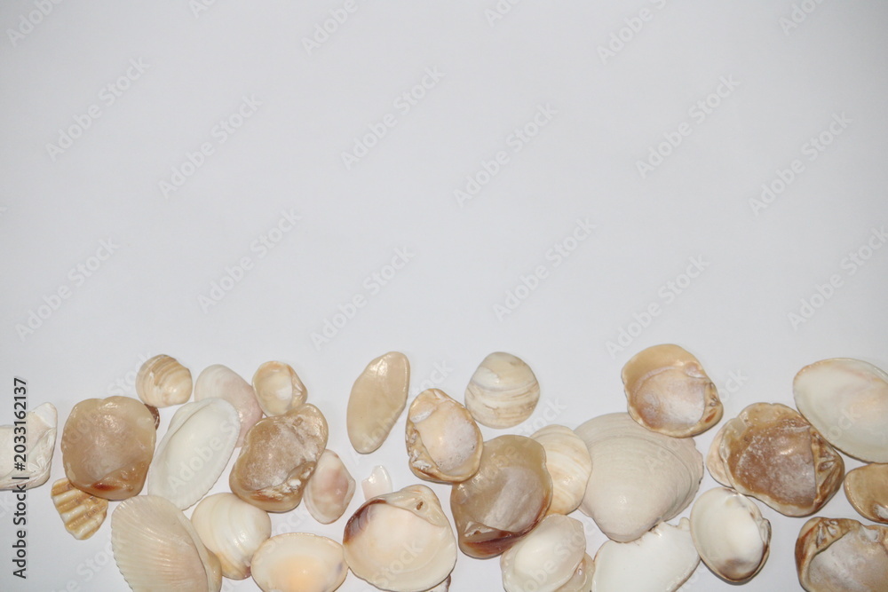 Obraz premium Sea shells isolated on white background