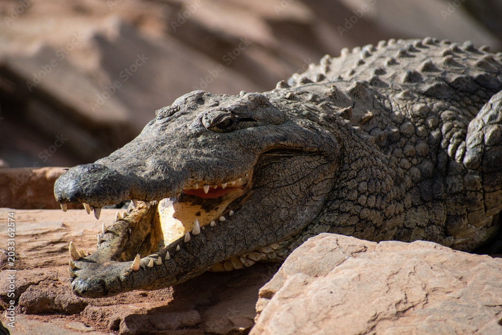 Fototapeta premium Nile Crocodile Open Mouth Teeth Claw Rock Basking Portrait South Africa Wildlife