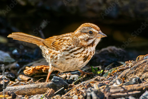 A song sparrow, Melospiza melodia, foraging on the bank of the Grand River in Grand Haven, Michigan