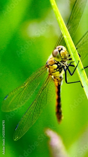 Dragonfly Upclose