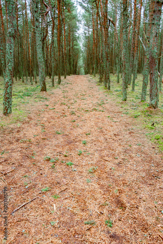 path among pines in a coniferous forest