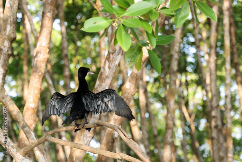 Little Cormorant Drying Wings in Mangrove Forest
