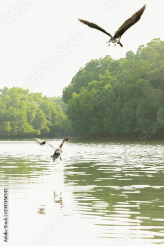 Waterbirds Flying Over Mangrove Waters