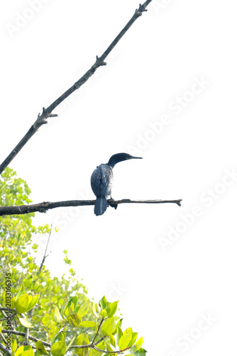 Little Cormorant Resting on mangrove tree