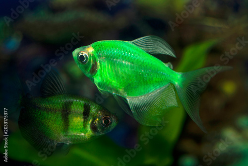 Aquarium  fish-ternetzi swim. One fish is green, the second fish is green with black stripes. The Latin name Gymnocorymbus ternetzi.