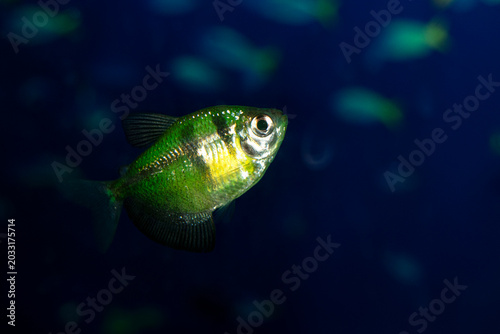 Aquarium  fish-ternetzi swim. One fish is reen with black stripes. The Latin name Gymnocorymbus terne