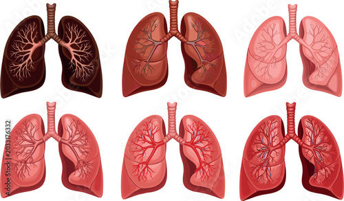 Photos Human Lungs Respiratory Anatomy Vector Diagram Set with Detailed Bronchial Tree