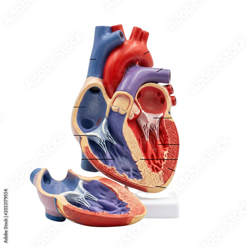 Detailed Anatomical Human Heart Model - Medical Education