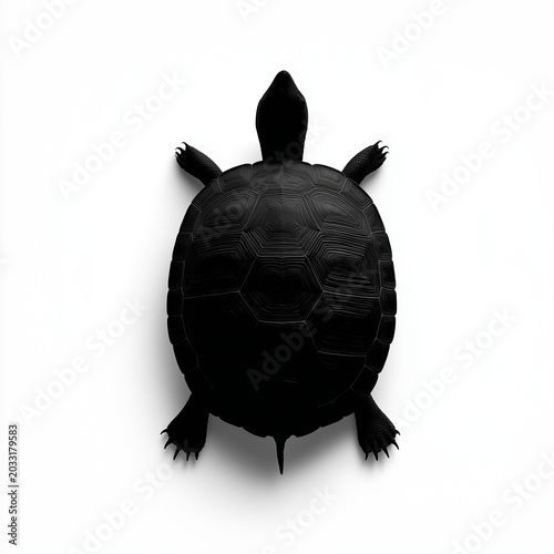 Black turtle top view isolated on white background