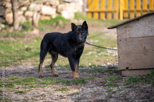 фотографія A black guard dog stands next to a wooden doghouse in a country setting