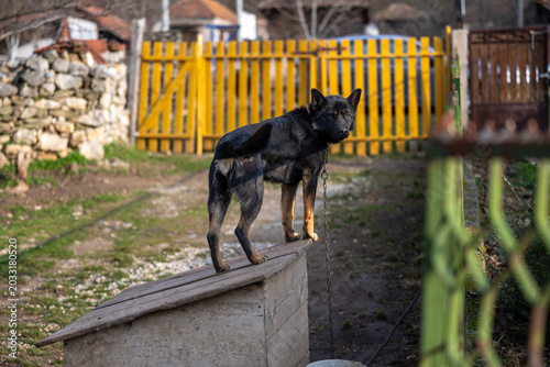 Alert black shepherd-type dog standing on top of a wooden kennel in a village yard. Rural outdoor scene with protective domestic animal, rustic environment, and shallow depth of field.